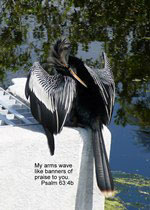 anhinga greeting card