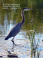 Blue Heron greeting card