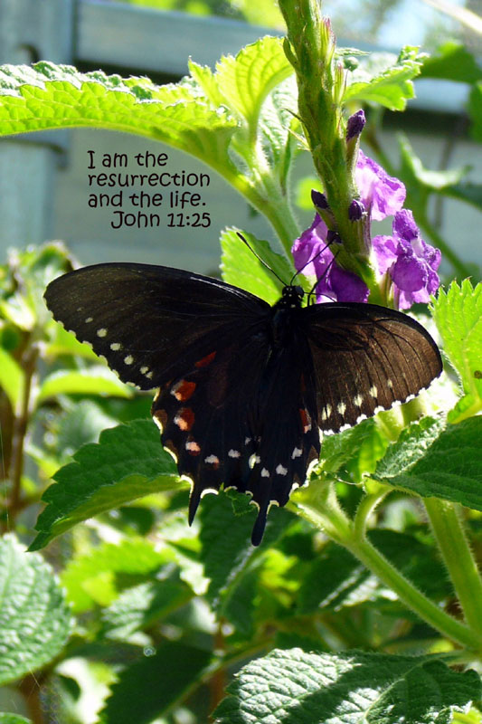 Butterfly Greeting Card