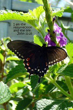 Butterfly greeting card