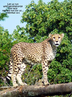 Cheetah greeting card