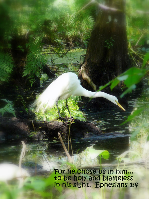 Egret Greeting Card