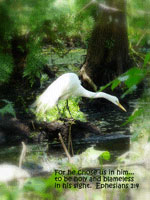 egret greeting card