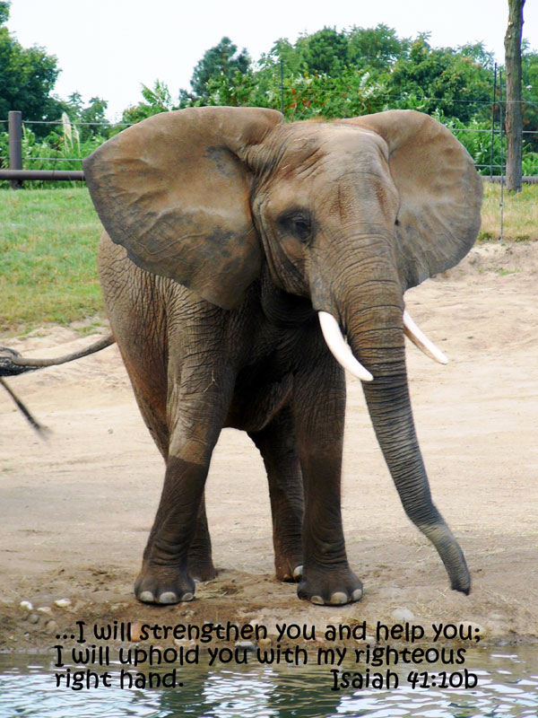 Elephant Greeting Card