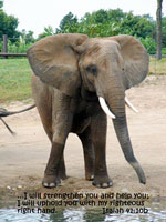 elephant greeting card