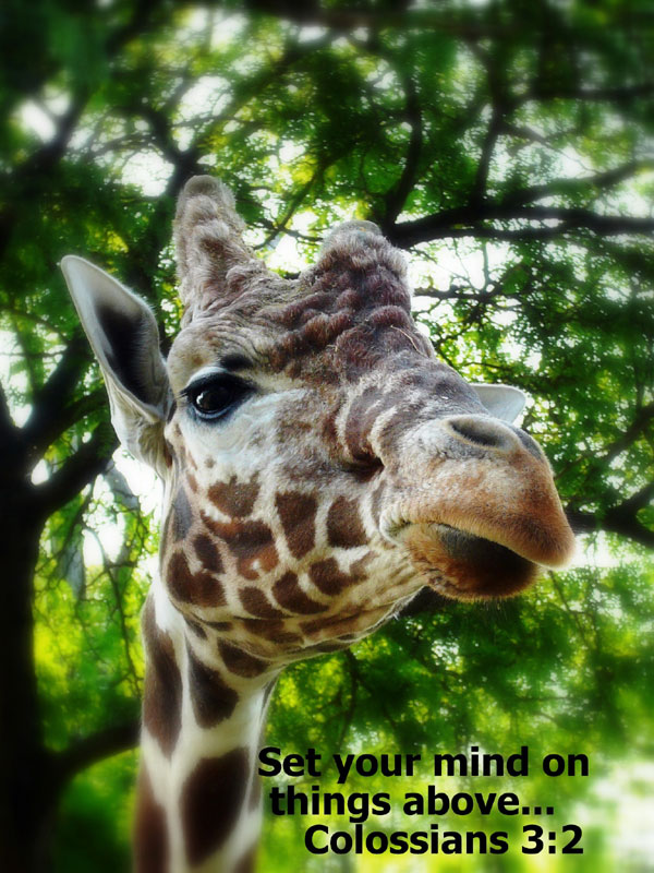 Giraffe Greeting Card