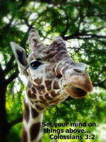 Giraffe greeting card