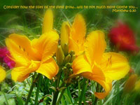 lilies greeting card