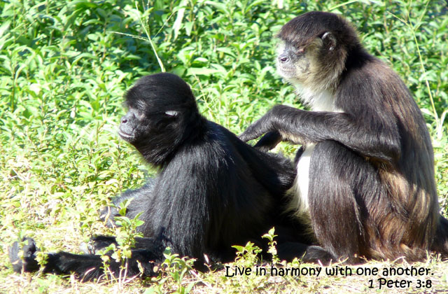 Monkeys Greeting Card