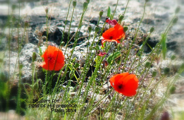 poppies Greeting Card