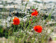 poppies greeting card