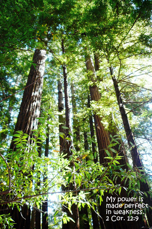 Redwoods Greeting Card