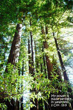 redwoods greeting card