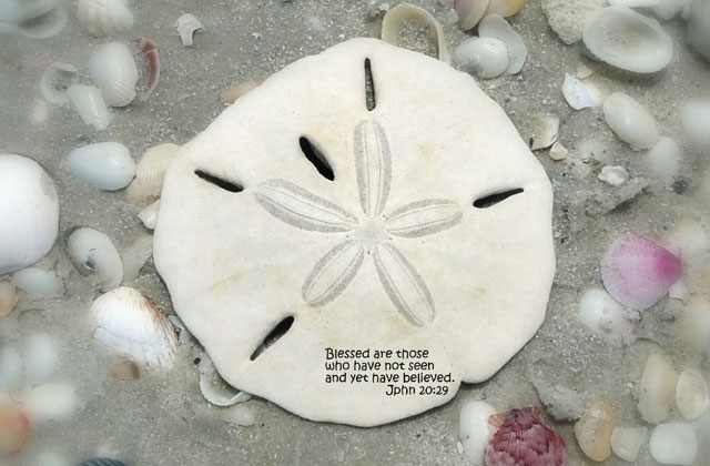 sand dollar Greeting Card