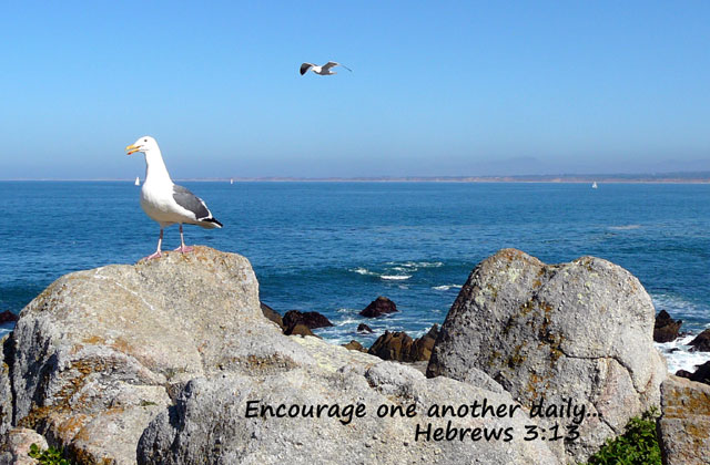 seagulls Greeting Card