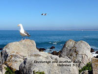 seagulls greeting card