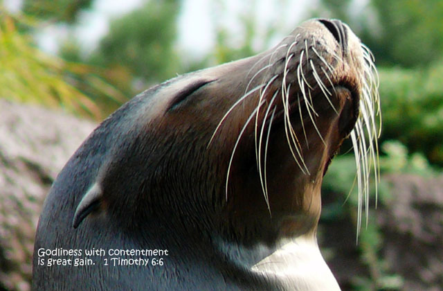 seal Greeting Card