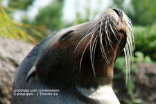 seal greeting card