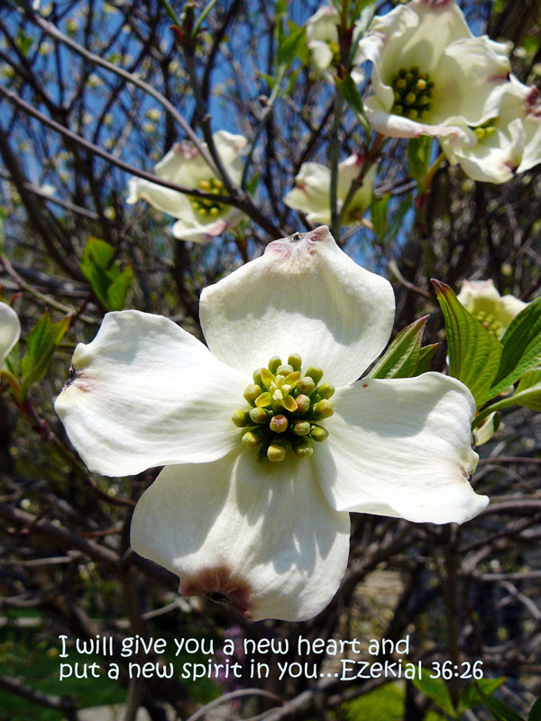 Spring Greeting Card