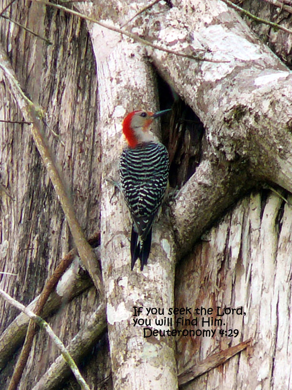 Woodpecker Greeting Card