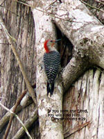 woodpecker greeting card