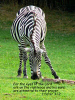 zebra greeting card